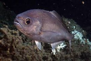 ¿Qué es Hyperoglyphe perciformis? Definición, concepto y significado.