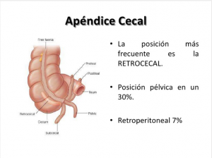 cecal