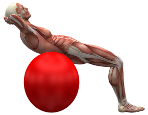 sistema nervioso movimiento muscular
