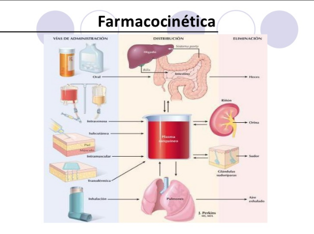 Resultado de imagen para farmacocinetica